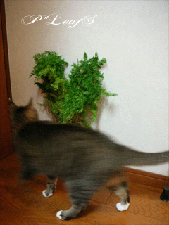 c0176651_0304176.gif