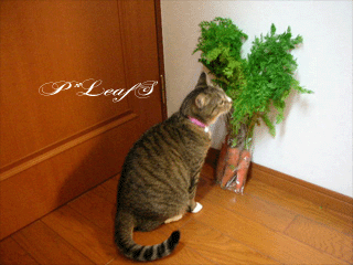 c0176651_031443.gif