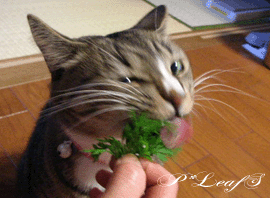 c0176651_0315535.gif