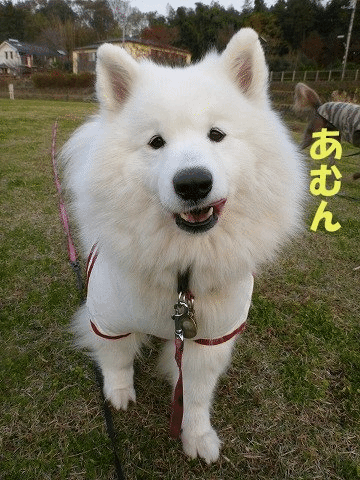 e0176159_2315914.gif