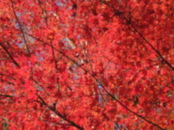 e0175660_14141344.jpg
