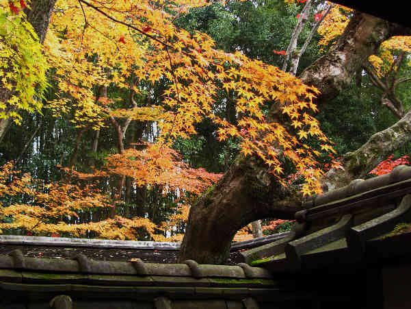 d0154609_11455590.jpg