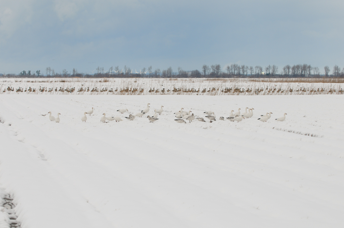 a0039245_365827.jpg