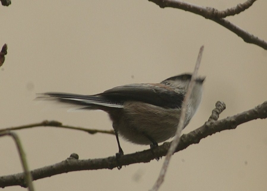 e0197884_138147.jpg