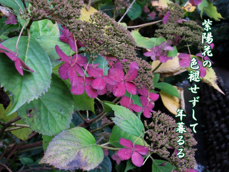 f0137096_15312727.jpg