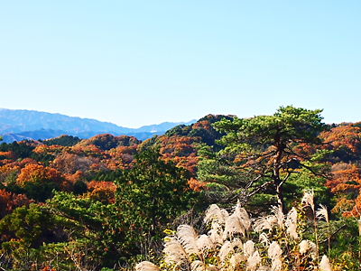 e0022839_152123.jpg