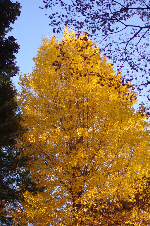 c0182782_2025162.jpg