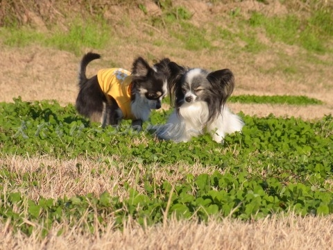 e0059267_13183610.jpg