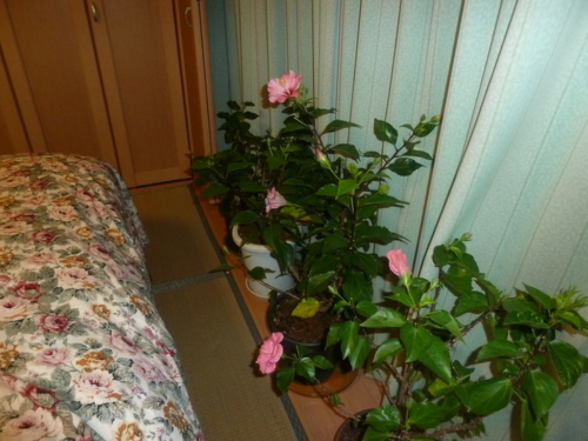 e0033229_218269.jpg