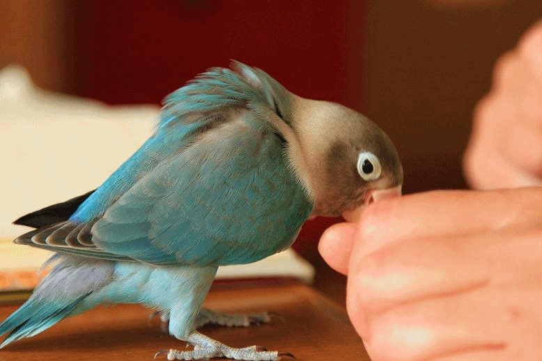 c0145250_12491083.gif