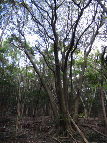 c0179351_21144374.jpg