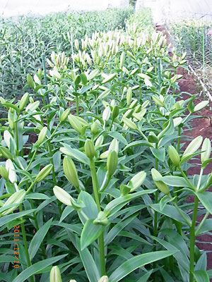 e0097770_15112.jpg