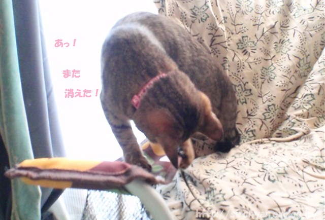 a0159490_16482119.jpg