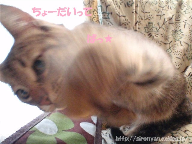 a0159490_16482366.jpg