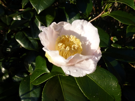 c0042418_918155.jpg