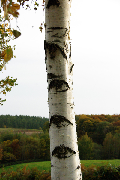 b0247838_1514675.jpg