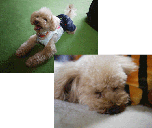 b0182846_18483711.gif