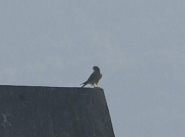 e0197884_21521767.jpg