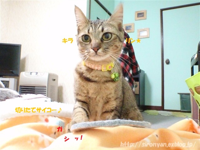 a0159490_14281426.jpg