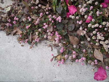 c0146714_1638339.jpg