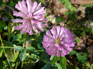 f0086827_2354137.jpg