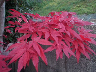 a0054240_2126337.jpg