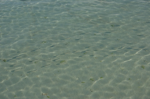 e0107641_111609.jpg