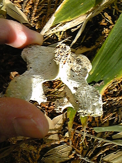 e0118274_2313227.jpg