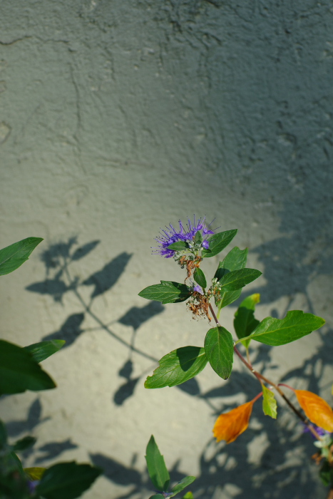 b0120979_8531571.jpg