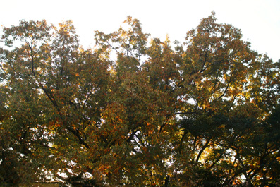 d0025545_5283892.jpg