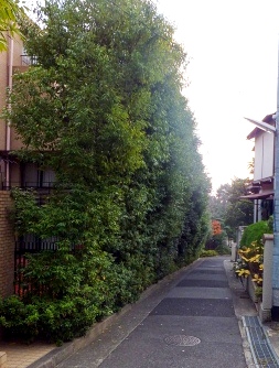 e0028056_1031572.jpg