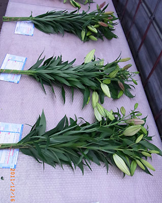 e0097770_23342554.jpg