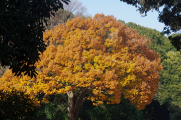 f0054677_8474544.jpg