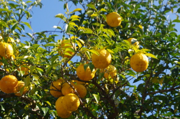 f0054677_8355558.jpg