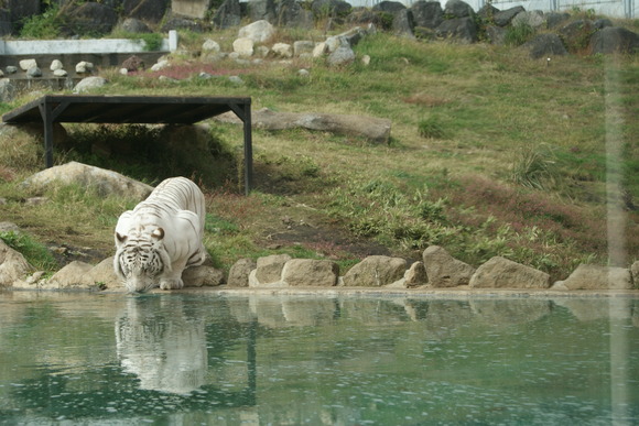 d0164100_111872.jpg