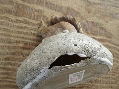 c0190010_2025847.jpg