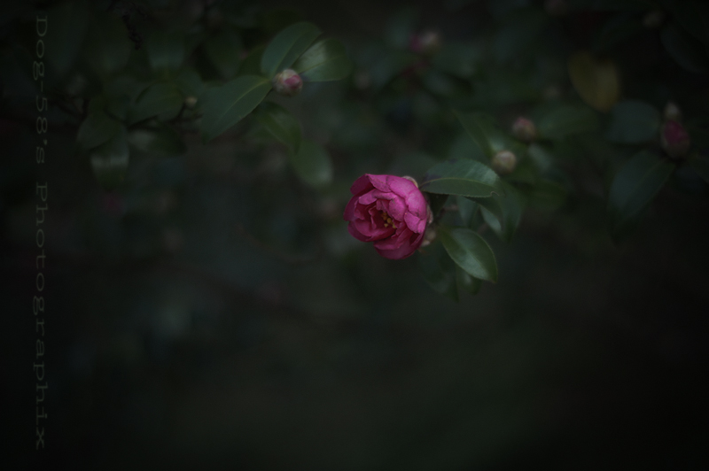 d0004832_20433991.jpg