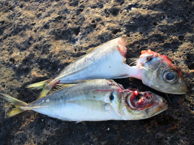 f0009238_21271595.jpg