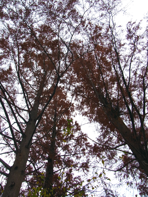 e0083517_03094.jpg