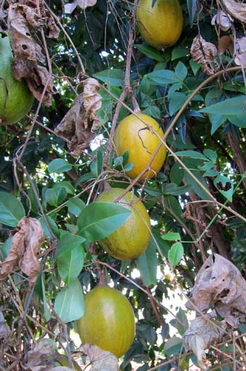 f0147025_22415125.jpg