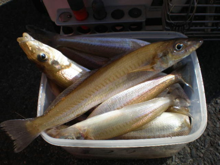 c0158029_16384420.jpg