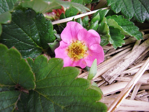 a0034438_17175210.jpg