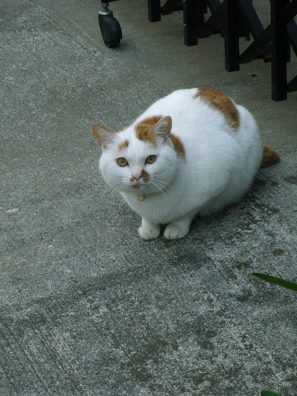 e0112077_774220.jpg