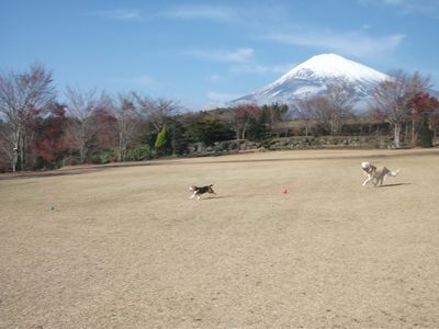 d0118592_11461489.jpg
