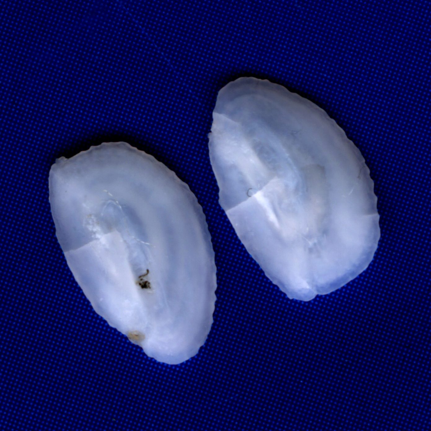 e0142611_22383057.jpg
