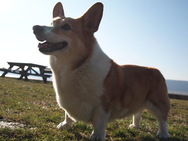 e0147716_5255232.jpg