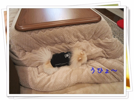 b0167519_9504128.gif
