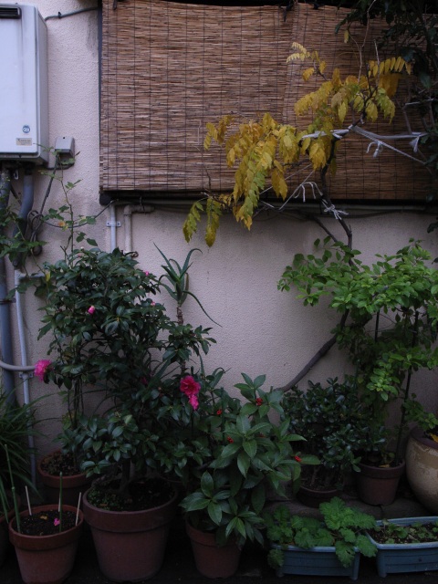 a0087341_074888.jpg