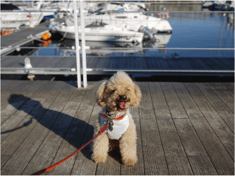 b0182846_16293015.gif