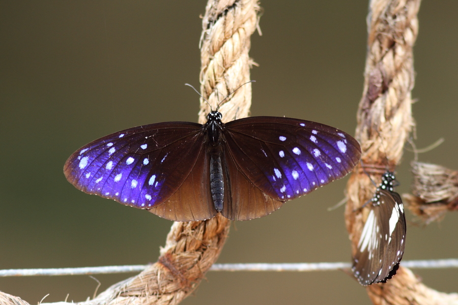 a0094850_21552585.jpg